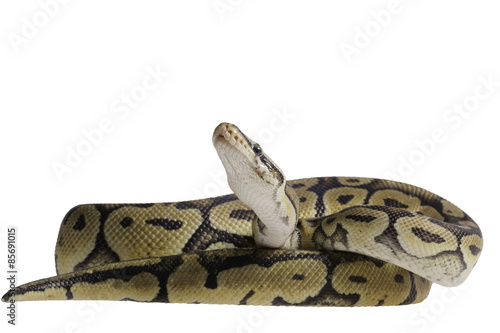 Python regius isolated on white background.