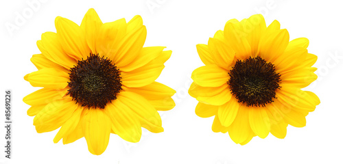 Fototapeta Naklejka Na Ścianę i Meble -  ヒマワリ