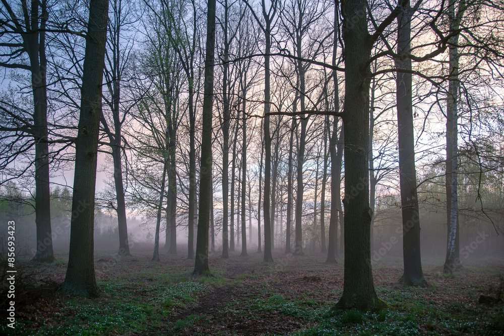 Naklejka premium Beautiful misty evening