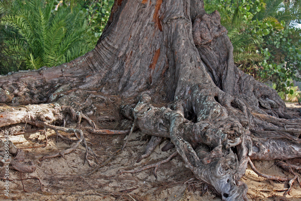 roots of an old tree, Hawaii, USA