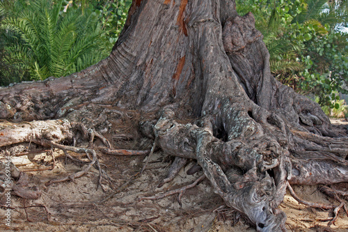 roots of an old tree, Hawaii, USA