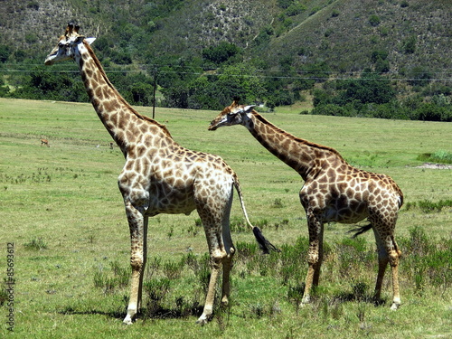 Giraffen in der Wildnis auf einer Safari in S  dafrika
