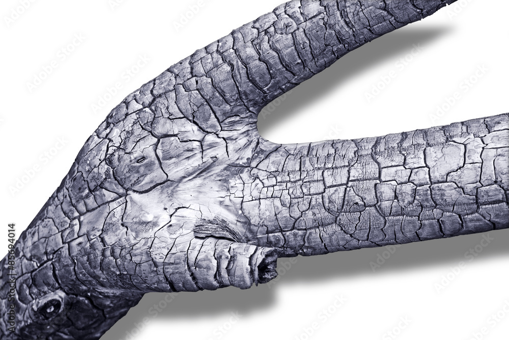 Naklejka premium verkohlter Ast