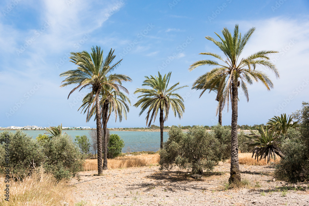 Palm trees at Larnaca Salt Lake