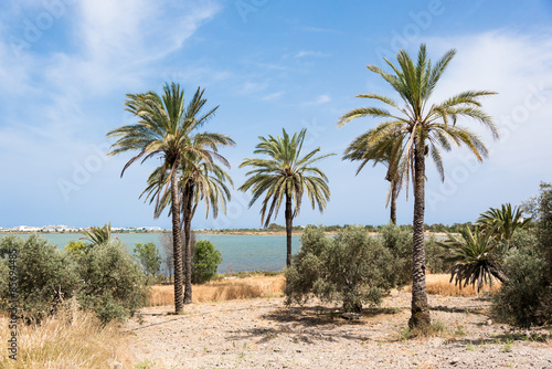 Palm trees at Larnaca Salt Lake © JonikFoto.pl