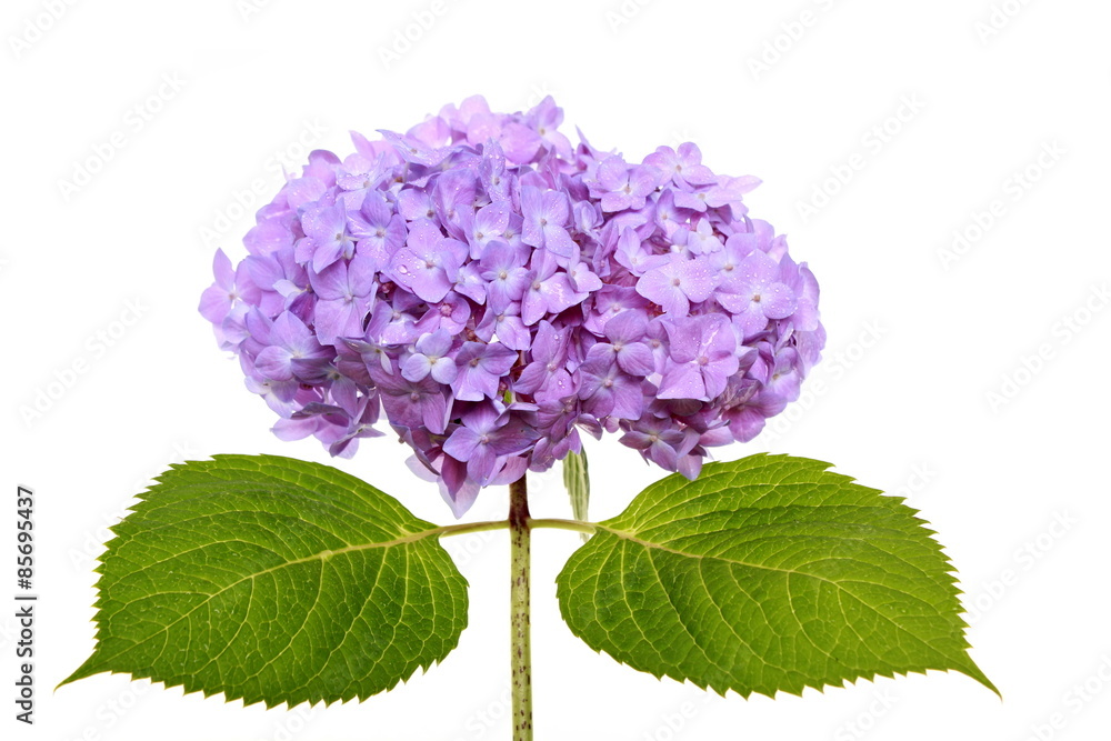 Fototapeta premium Beautiful bloom of hydrangeas on white background 