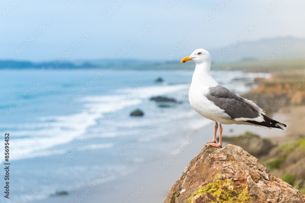 Naklejka premium Coastal Seagull