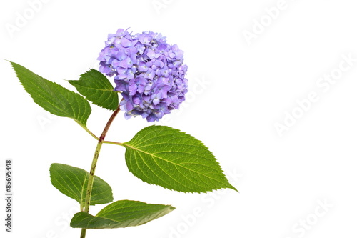 Beautiful blue hydrangeas, right you can write some text