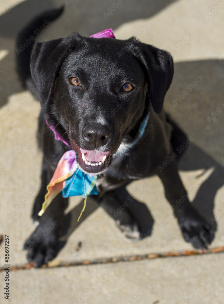 A young black labrador retriever female puppy sits and looks up at the camera while smiling and wearing a tie dye bandana
