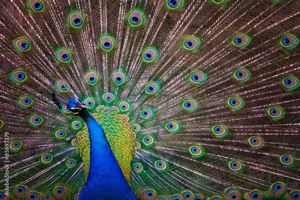 Obraz premium Beautiful Peacock