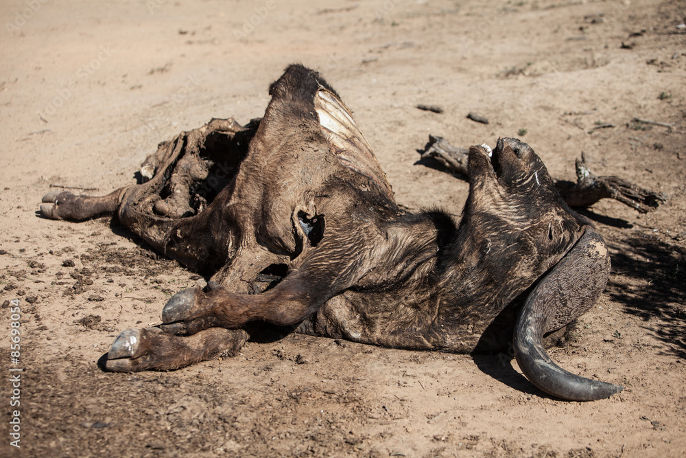 Fototapeta premium Cape Buffalo Killed by Lions in South Africa
