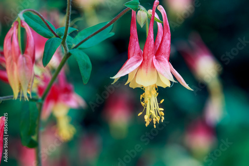 Columbine