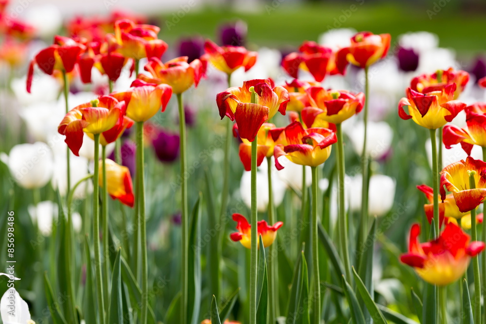 Fototapeta premium orange tulip