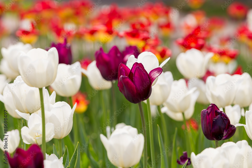 purple and white tulips purple and white tulips