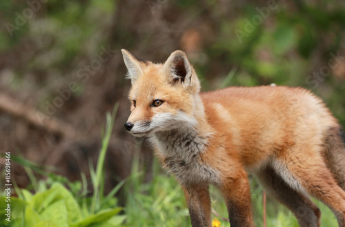 renard roux au printemps © karlumbriaco