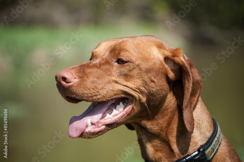 Happy Hungarian Vizsla Dog Portrait