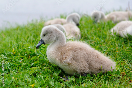 Adorable baby swan with group of siblings