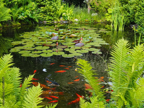 Foto Idyllischer Gartenteich mit Fischen