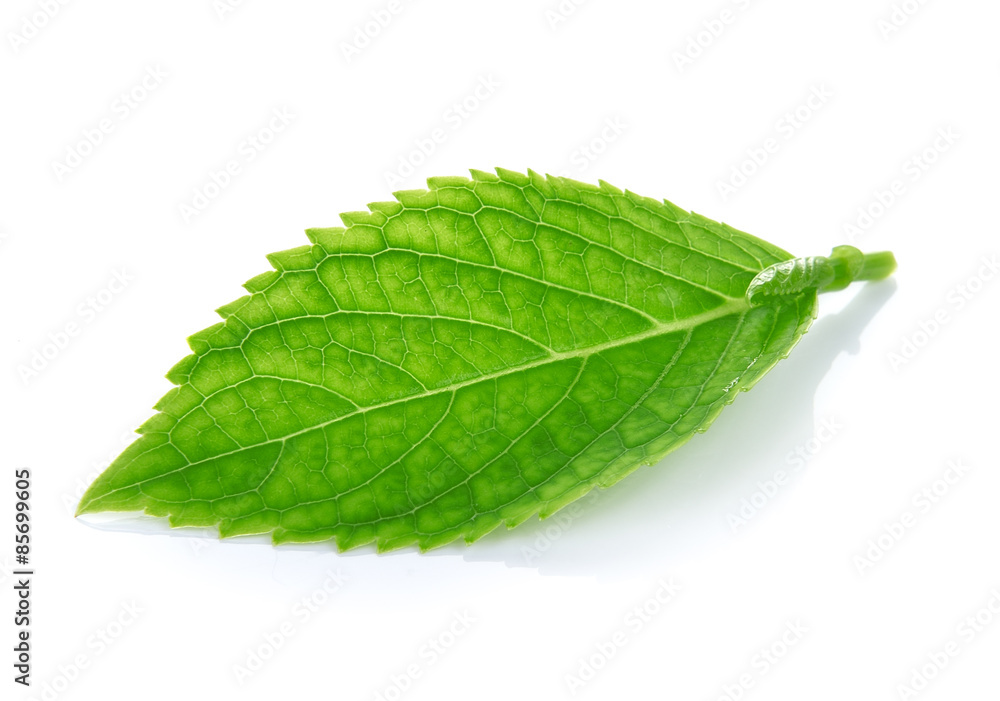 Obraz premium green leaves on a white background
