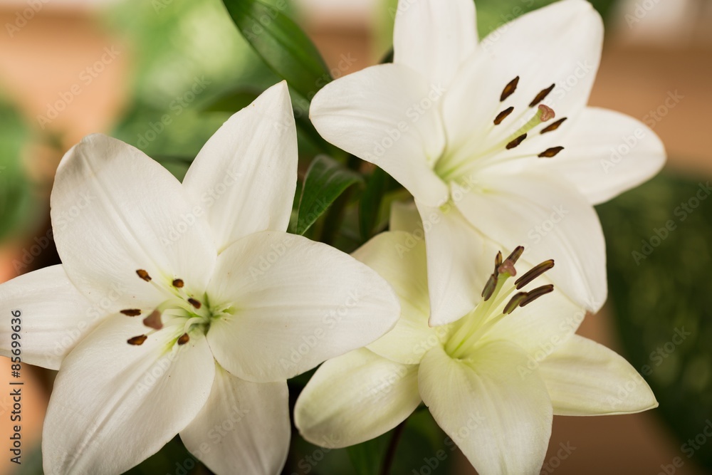 Lily, White, Flower.