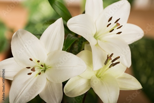 Lily, White, Flower. © BillionPhotos.com