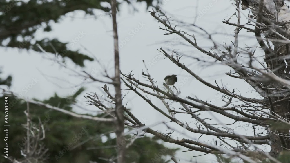 Bird Takes off From Tree - Cranked FPS Bird Takes off From Tree - Cranked FPS