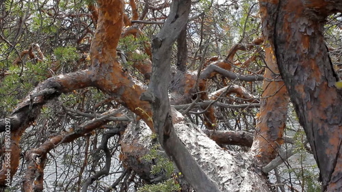  view from crown of tree that leaned over river photo