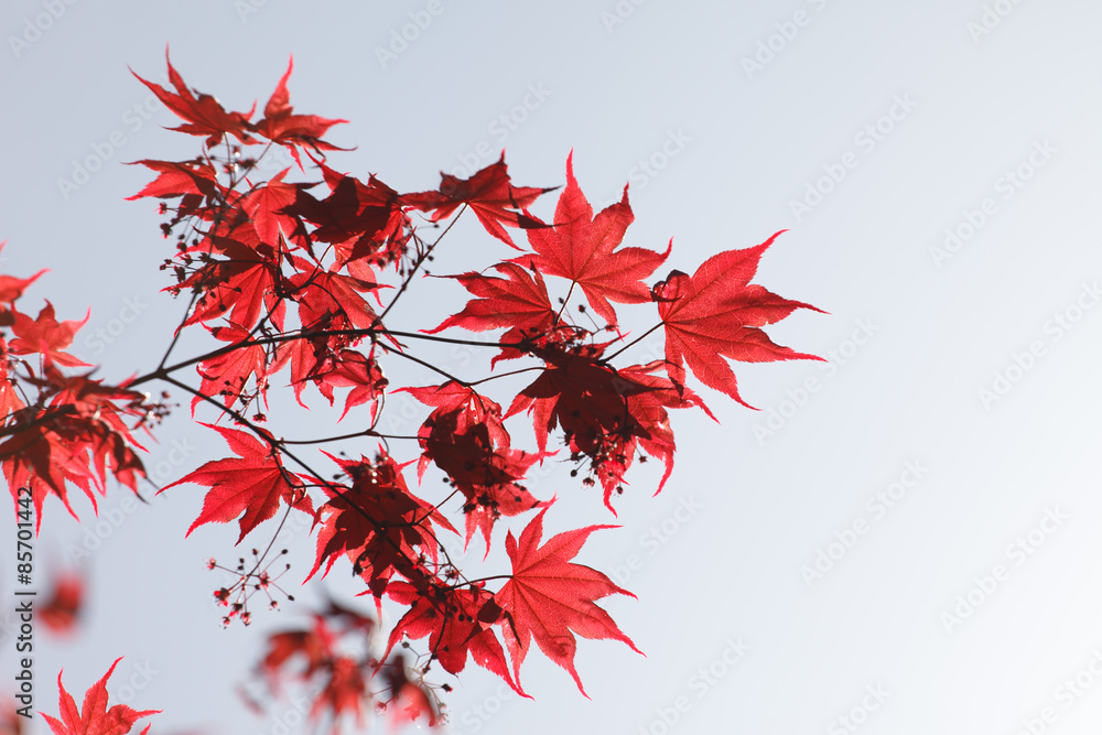 red maple leaves red maple leaves