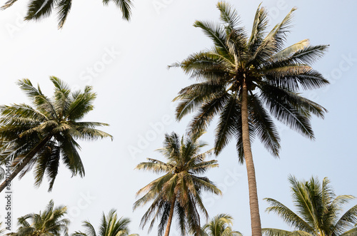 Coconut palm trees against a blue sky   Coconut palm trees