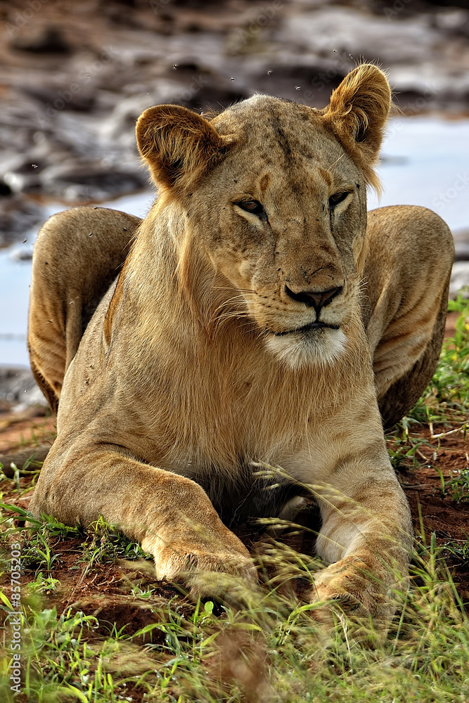 Lions Lions