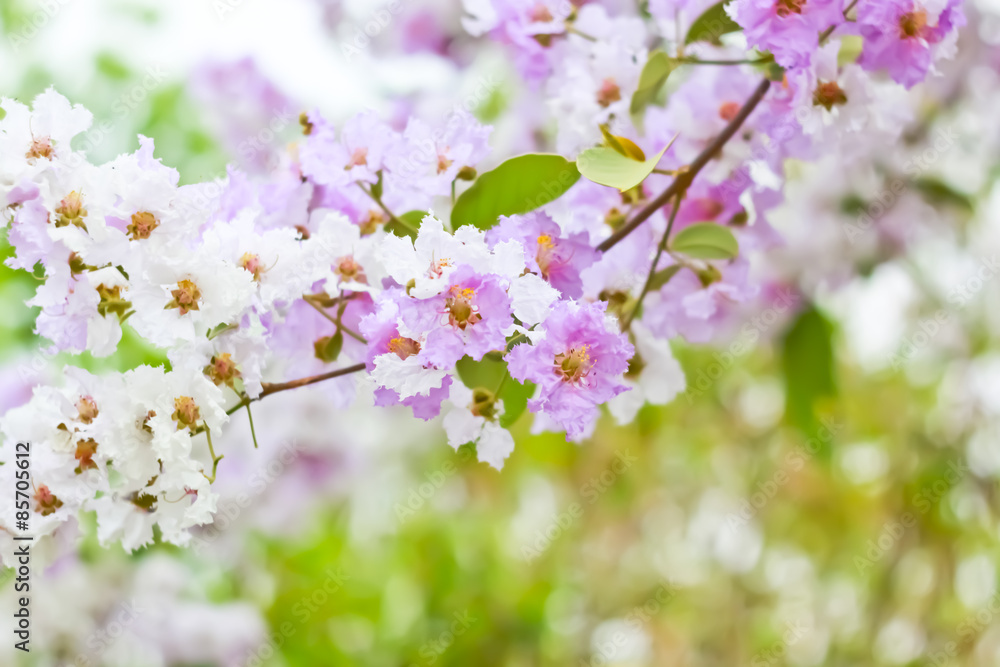 Blur short of Cananga odorata flowers, Thai Flower Tabak