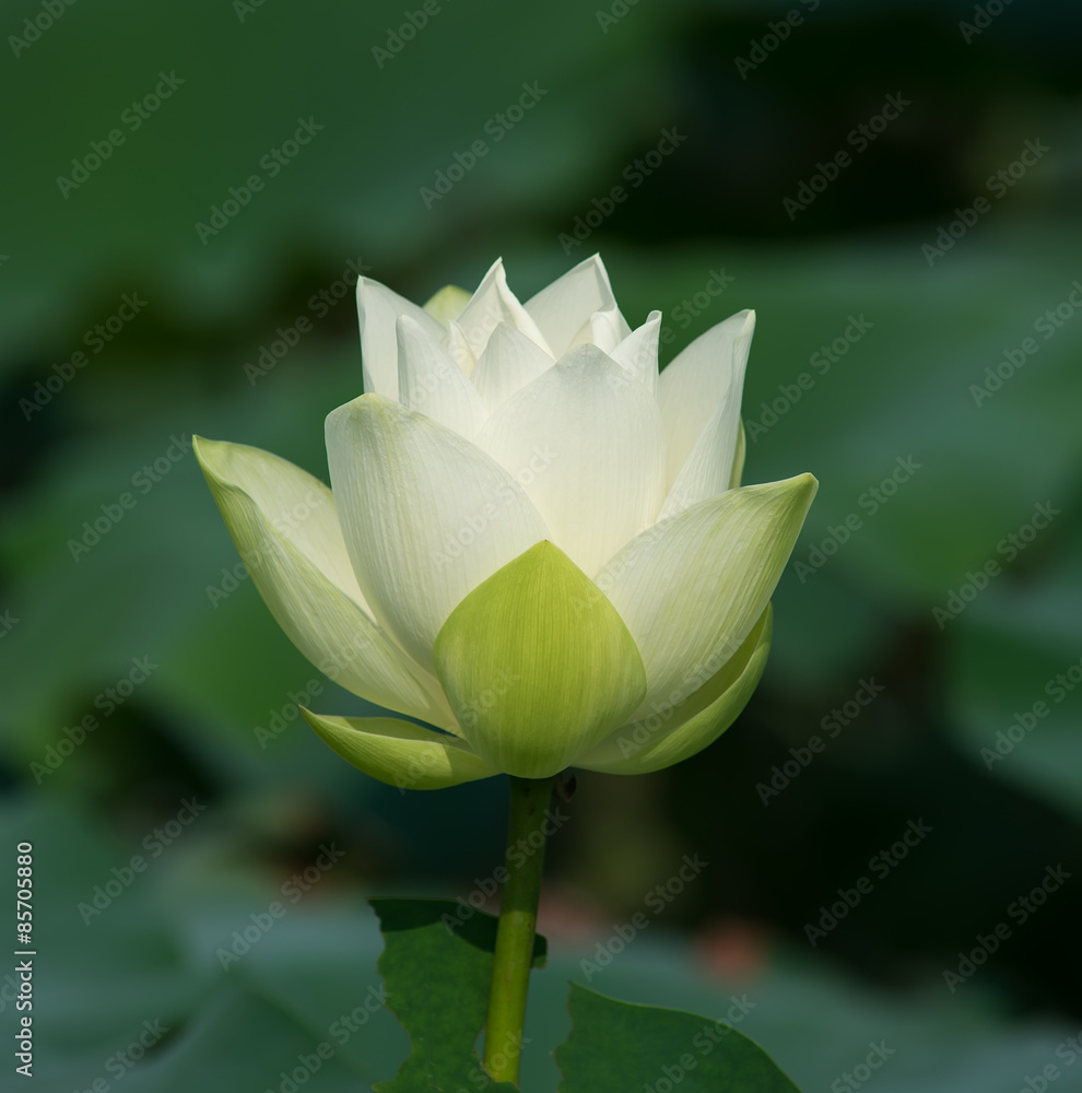 Obraz premium White lotus flower