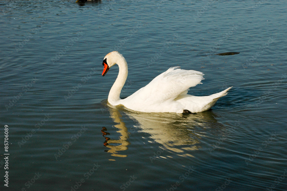 Obraz premium Samotny łabędź