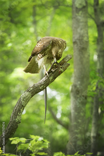 Red tail hawk in a tree, feeding on a snake