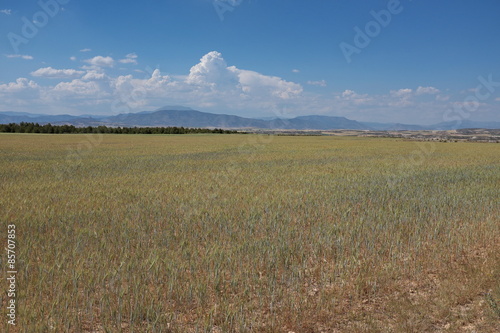 Paysage  de campagne,  Andalousie, Espagne