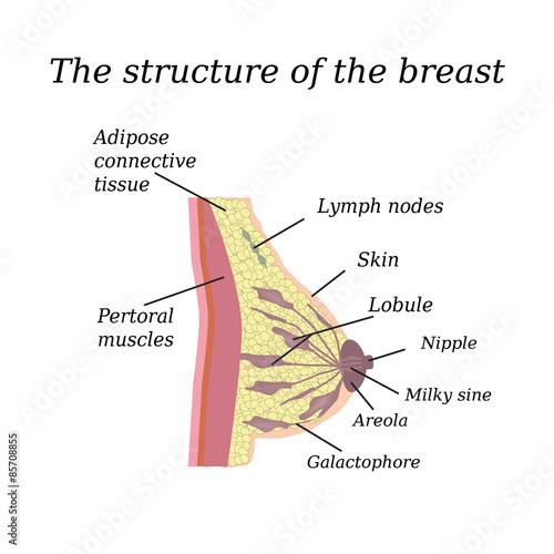 The anatomical structure of the breast. On isolated background