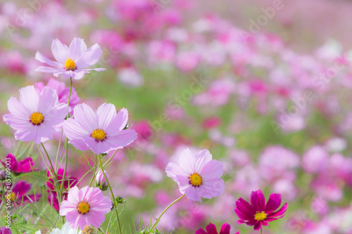 Fototapeta Naklejka Na Ścianę i Meble -  コスモス畑