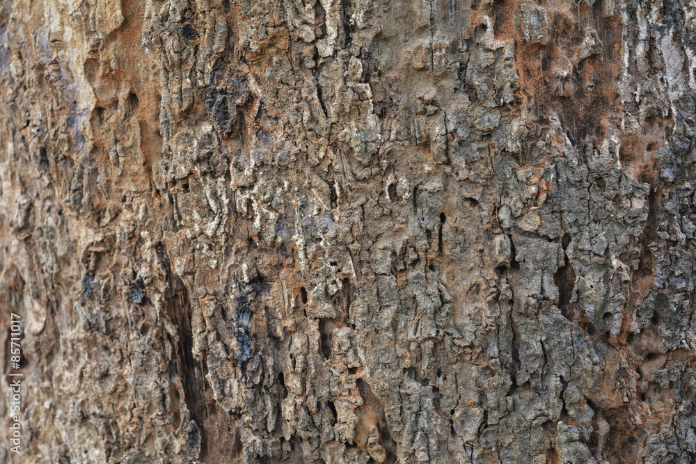 wood texture wood texture