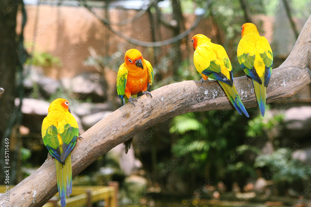 Obraz premium Parrots