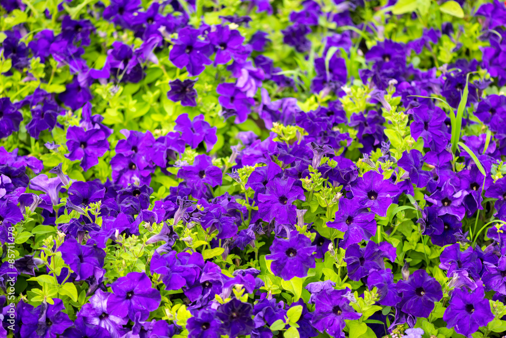 beautiful blooming purple petunia flowers background, closeup
