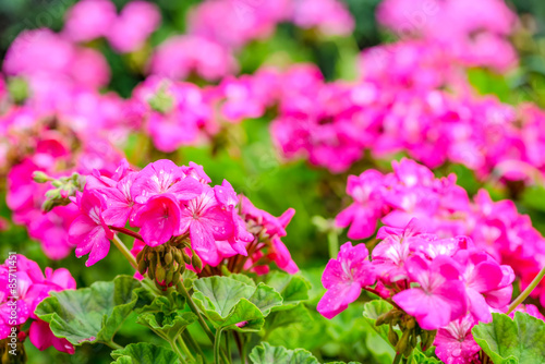 Fototapeta Naklejka Na Ścianę i Meble -  beautiful blooming red geranium flower with green leaves in   na