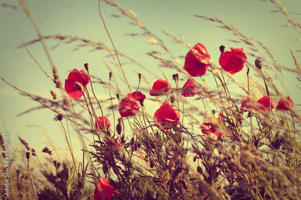 Fototapeta premium vintage wild poppies
