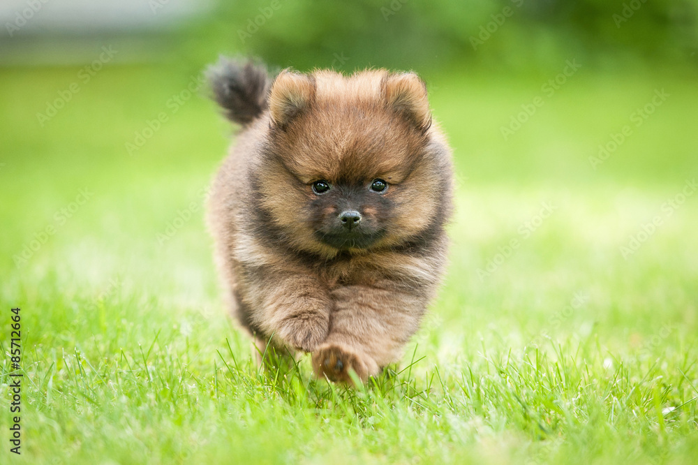 Little pomeranian spitz puppy running Stock Photo Adobe Stock