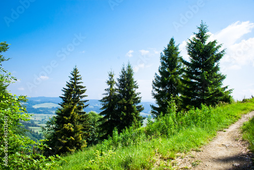 Beautiful landscape with fir trees