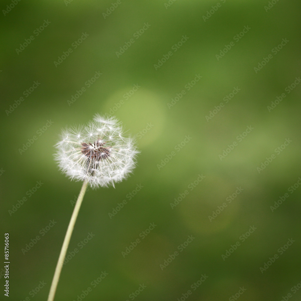 Beautiful Dandelion flower