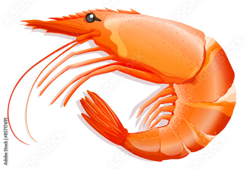 Shrimp