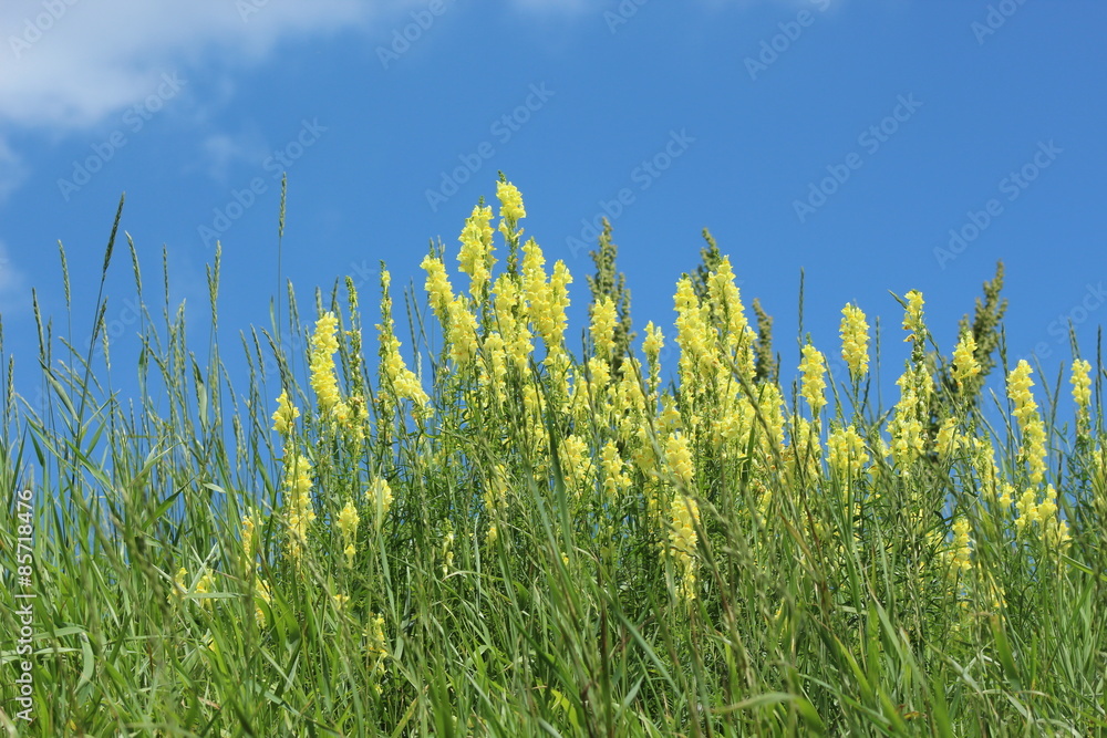 желтые цветы и зеленая трава нф фоне голубого летнего неба