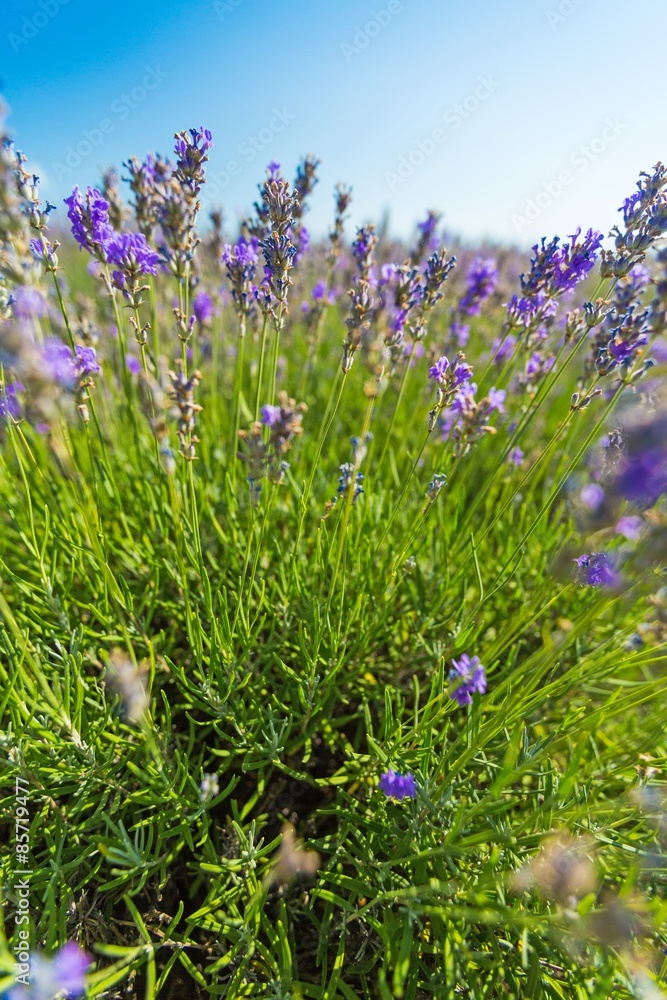Naklejka premium Lavender, Flower, Lavender Coloured.