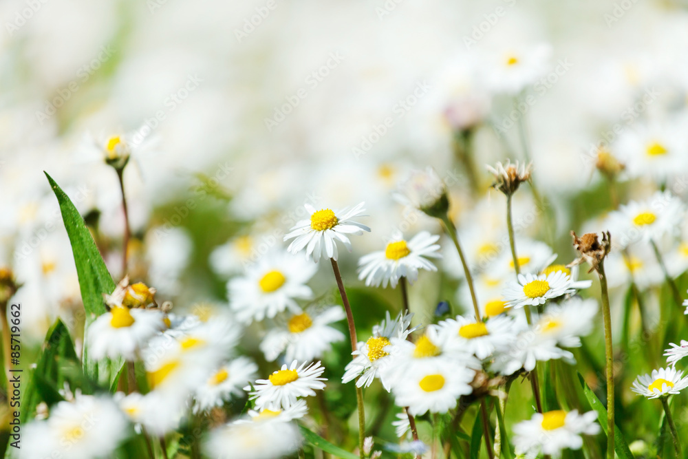 Fototapeta premium daisy meadow