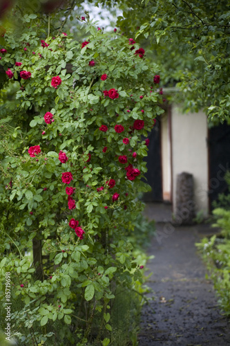 Fototapeta Naklejka Na Ścianę i Meble -  Roses